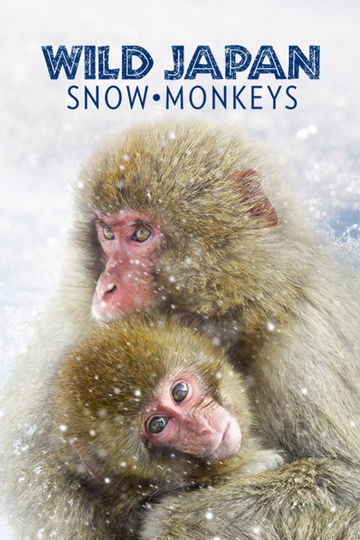 Wild Japan: Snow Monkeys